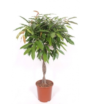 Ficus