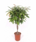Ficus