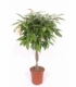Ficus
