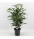 Epipremnum