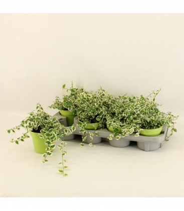 Ficus
