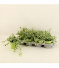 Ficus