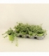 Ficus