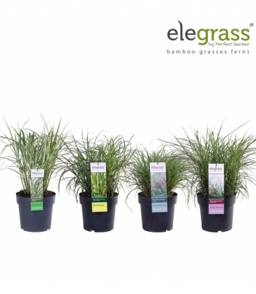 Miscanthus