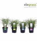 Miscanthus