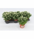 Chrysanthemum