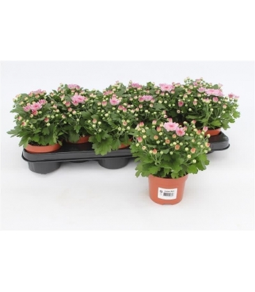 Chrysanthemum