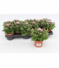 Chrysanthemum