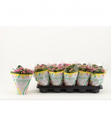 Kalanchoe