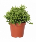 Rhipsalis