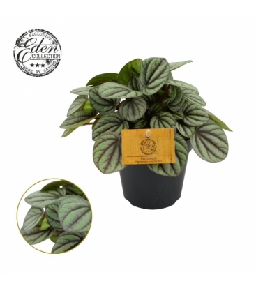 Peperomia
