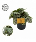 Peperomia