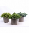 conifers