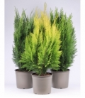 conifers