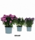 Aster
