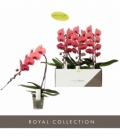 Phalaenopsis