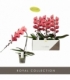 Phalaenopsis