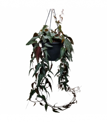 Parthenocissus