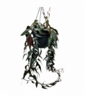 Parthenocissus