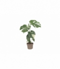 Monstera