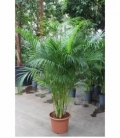 Dypsis