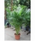 Dypsis