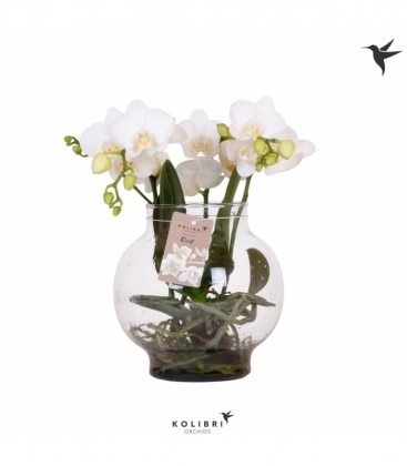 Phalaenopsis