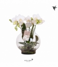 Phalaenopsis