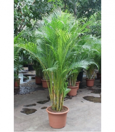 Dypsis