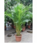 Dypsis