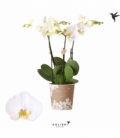 Phalaenopsis