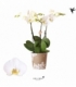 Phalaenopsis