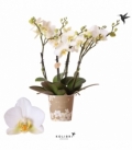 Phalaenopsis