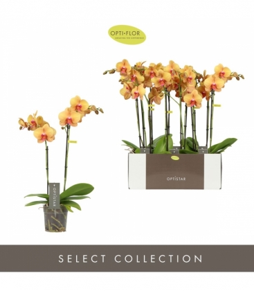 Phalaenopsis