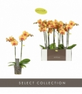 Phalaenopsis