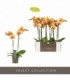 Phalaenopsis