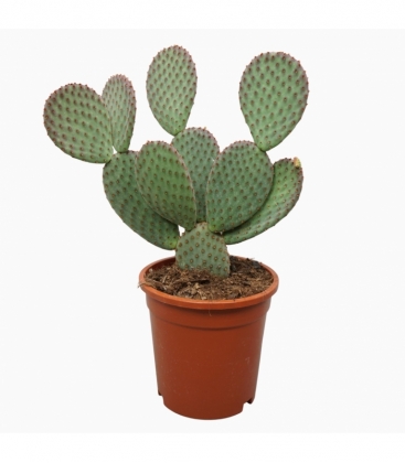 Opuntia