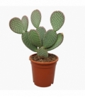 Opuntia
