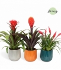 Bromelia