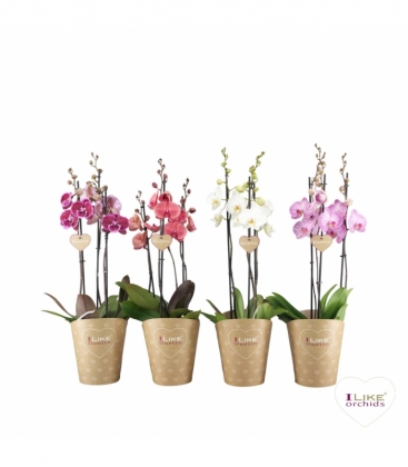 Phalaenopsis