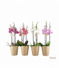 Phalaenopsis