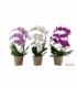 Phalaenopsis