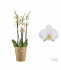 Phalaenopsis