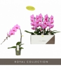 Phalaenopsis