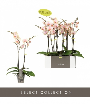 Phalaenopsis