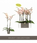 Phalaenopsis