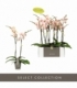 Phalaenopsis