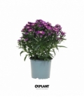 Aster