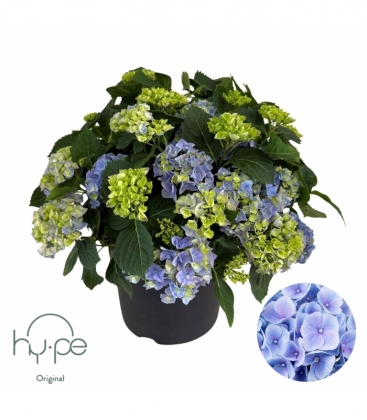Hydrangea