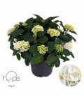 Hydrangea